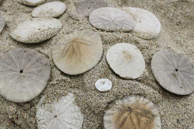 Amerikanische Dekoration: Sanddollar am Strand